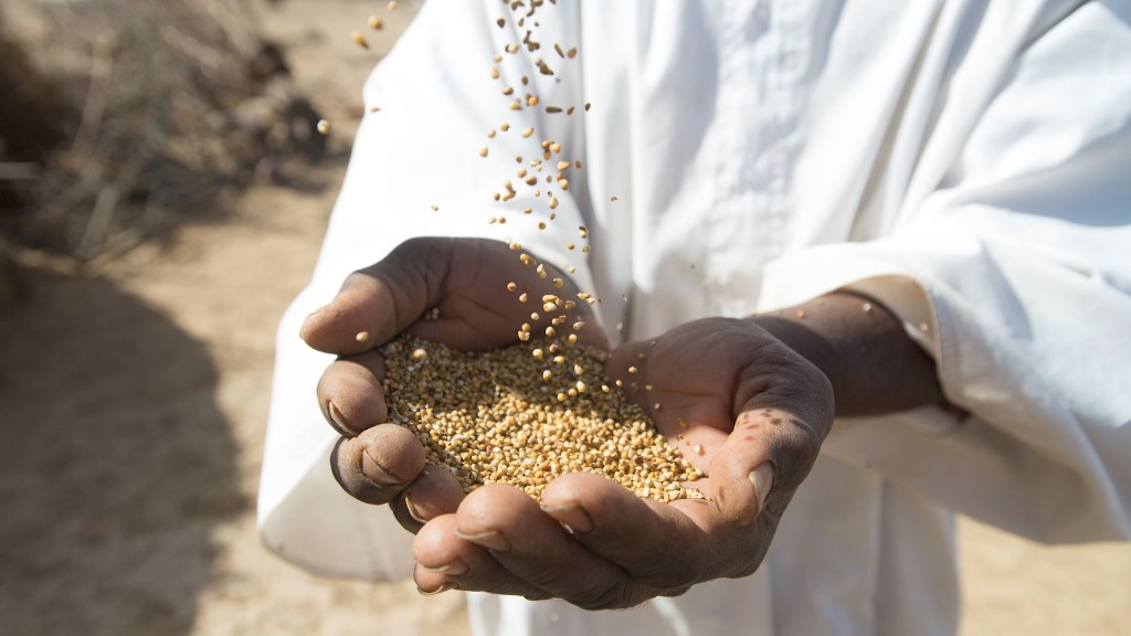 Zakat et partage — céréales en mains, symbole de subsistance et de générosité